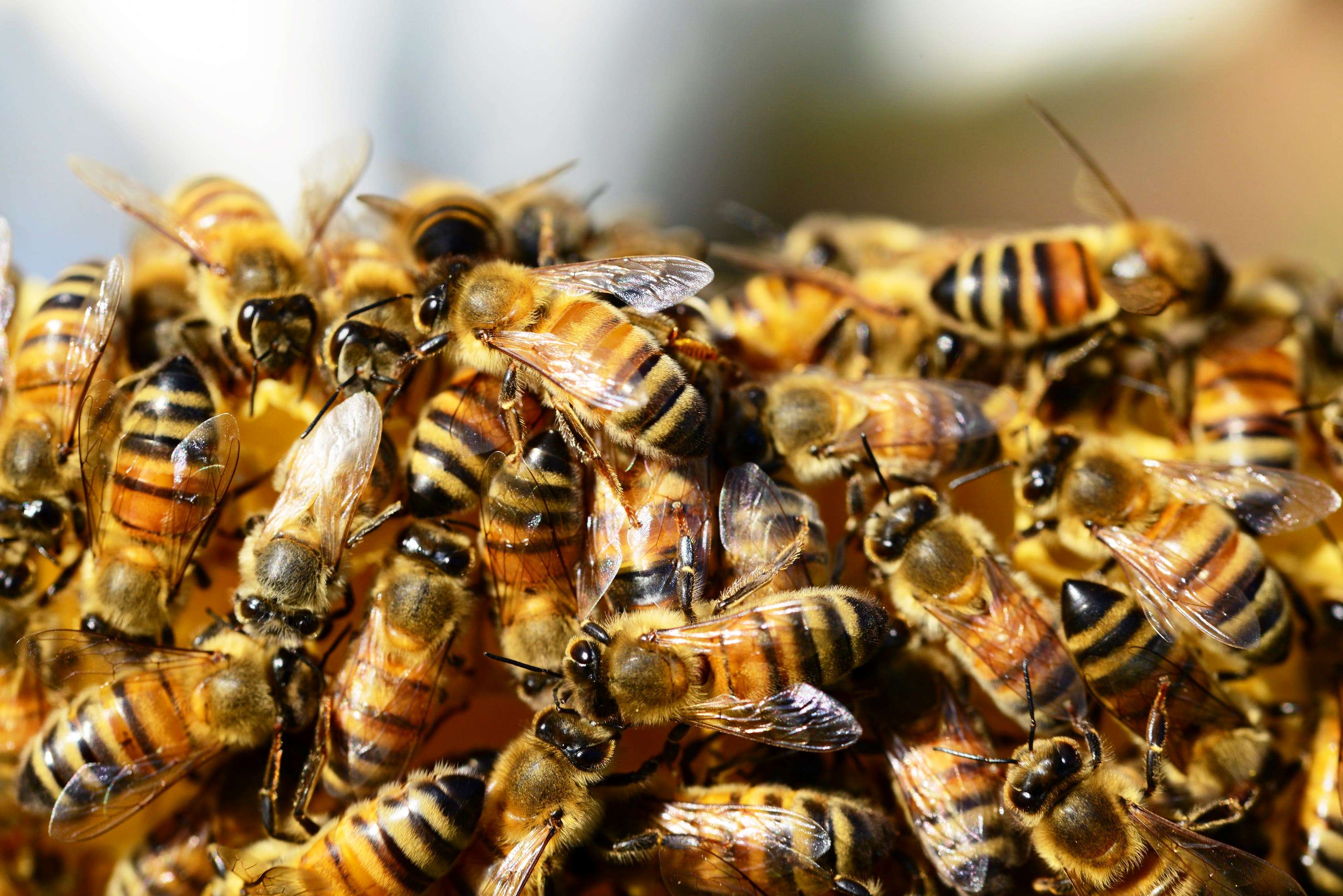 Pheromones, alarm in bees